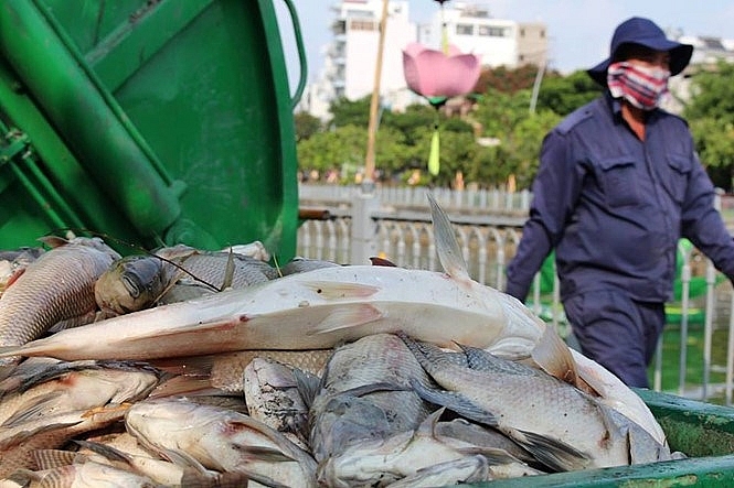 Dead fish collected from the Nhieu Loc - Thi Nghe Canal in the afternoon May 17, 2016. Photos: Duc TIen/Thanh Nien