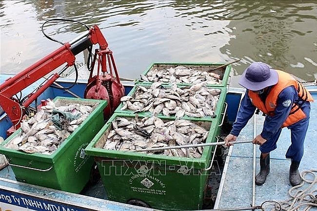 The dead fish collected – PHOTO: VNA