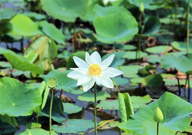 Lotus season in full swing in Saigon's town Lotus season in full swing in Saigon's town