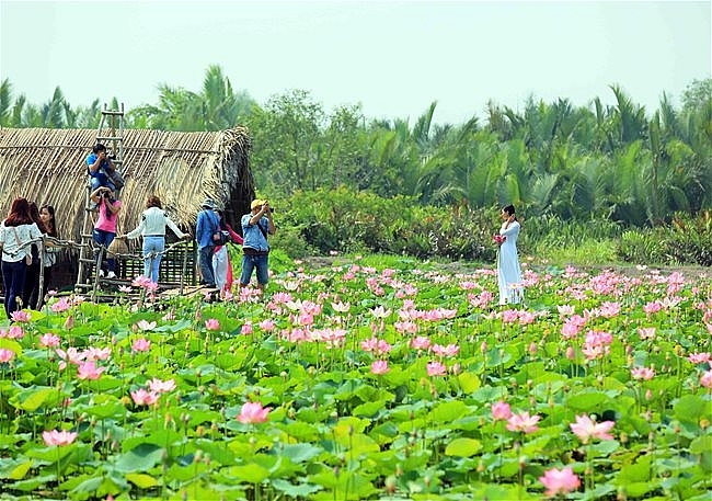 Lotus season in full swing in Saigon's town Lotus season in full swing in Saigon's town