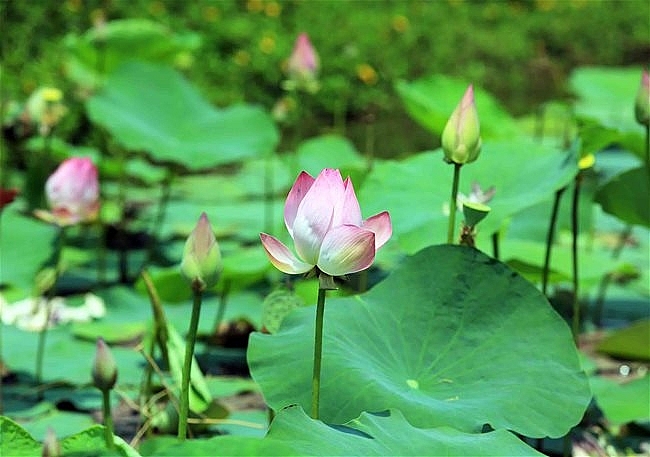 Lotus season in full swing in Saigon's town Lotus season in full swing in Saigon's town