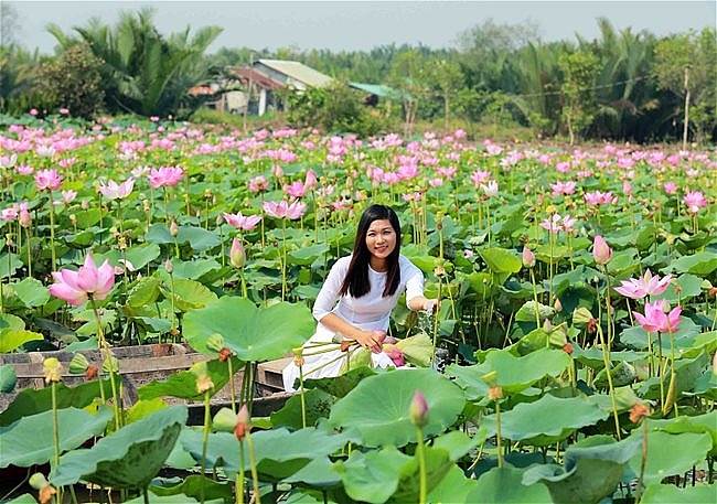 Lotus season in full swing in Saigon's town Lotus season in full swing in Saigon's town