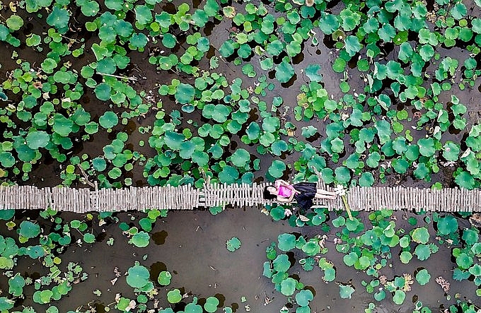 Lotus season in full swing in Saigon's town Lotus season in full swing in Saigon's town