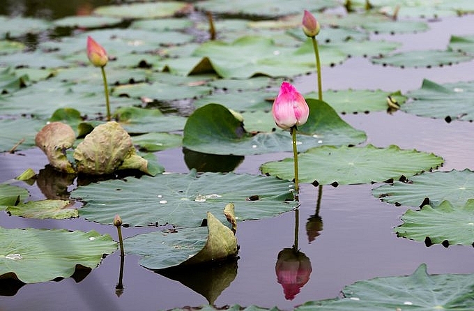 Lotus season in full swing in Saigon's town Lotus season in full swing in Saigon's town