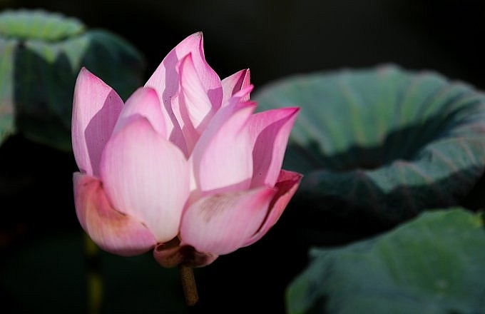 Lotus season in full swing in Saigon's town Lotus season in full swing in Saigon's town