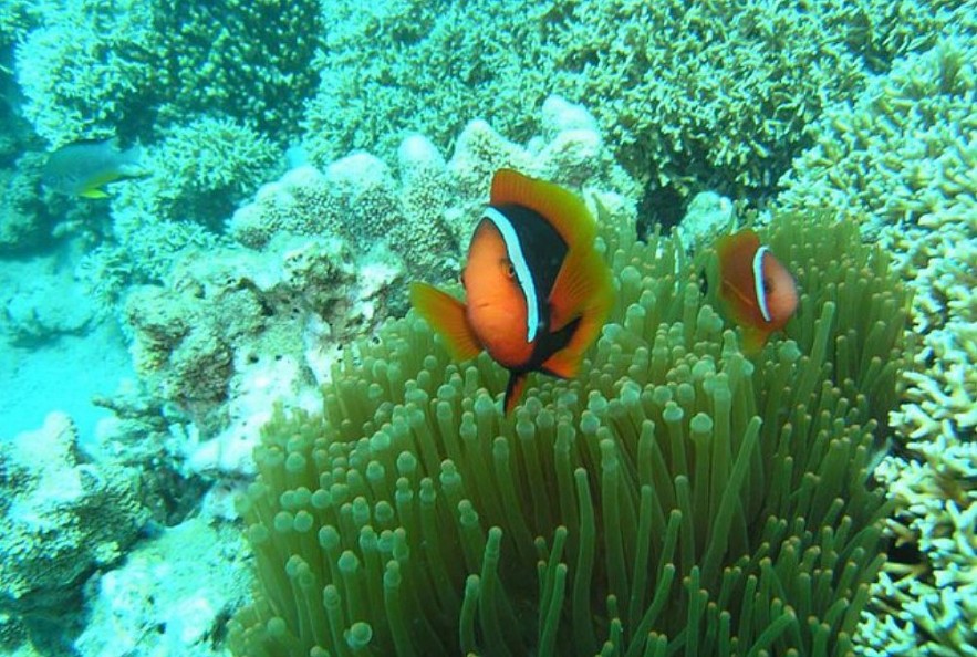 Ninh Thuan Receives UNESCO Certificate For Biosphere Reserve