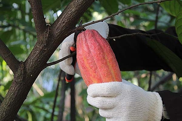 overseas vietnamese old man dreams of making made in vietnam chocolate