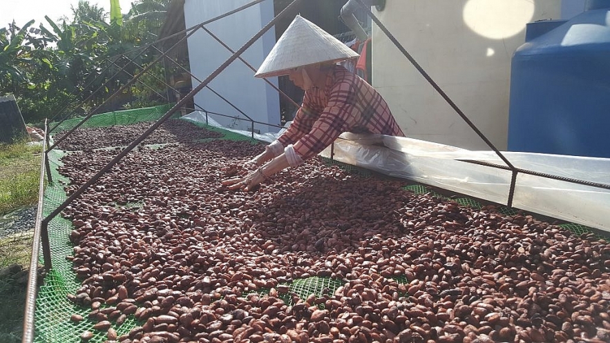 overseas vietnamese old man dreams of making made in vietnam chocolate