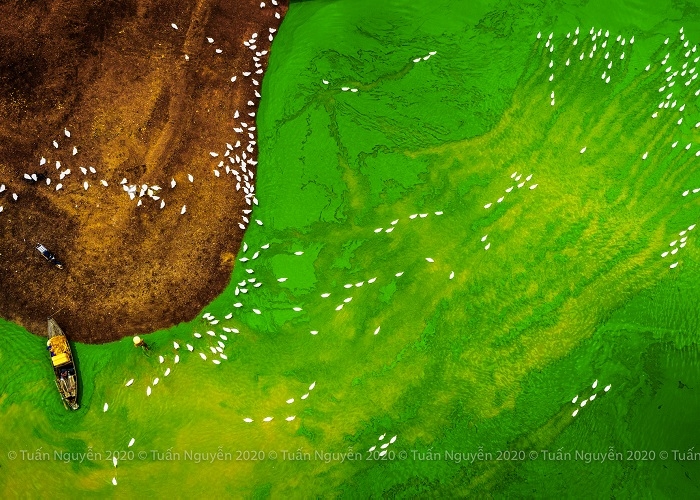 Absorbing impressive green algae season in Tri An lake