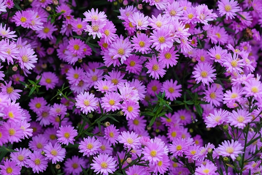 Crowd happily photographing Da Nang's first aster amellus garden