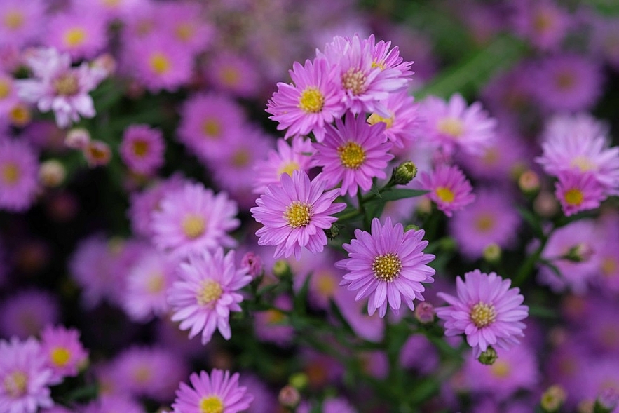 Crowd happily photographing Da Nang's first aster amellus garden