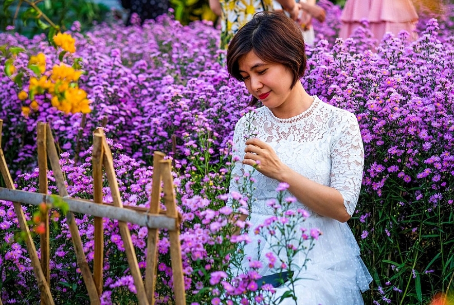 Crowd happily photographing Da Nang's first aster amellus garden