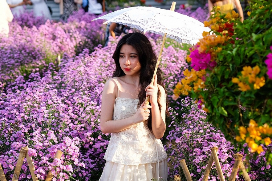 Crowd happily photographing Da Nang's first aster amellus garden