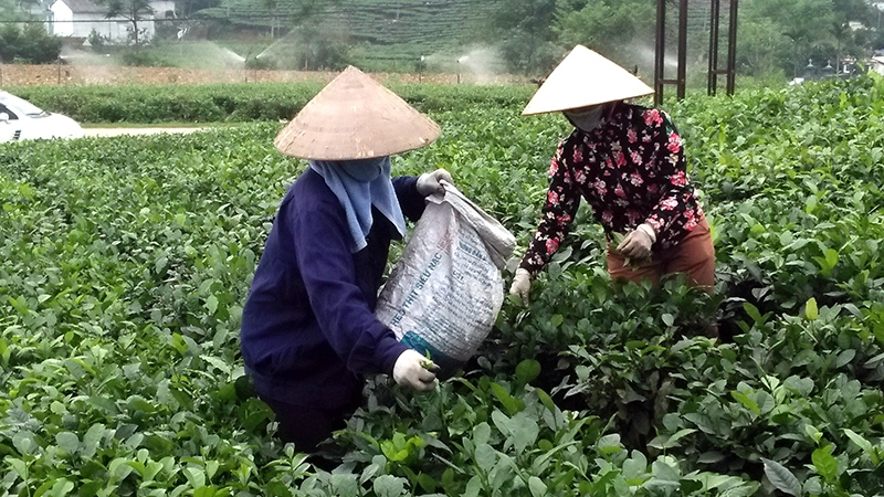 Vietnamese tea heads to sustainable and safe models