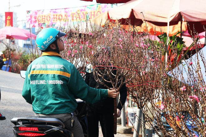 At present, people choose cherry blossoms quite a lot 4048 flo1