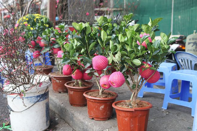 Hanoi's largest flower market opens overnight before Tet Hanoi's largest flower market opens overnight before Tet