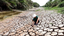 international rice prices hit 6 year high as thailand and vietnam face drought and covid 19