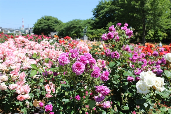 Japan Covid-19 pandemic looks painfuf even thousands of flowers cut off for gather discouraging