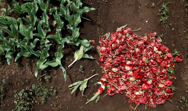 Japan Covid-19 pandemic looks painfuf even thousands of flowers cut off for gather discouraging