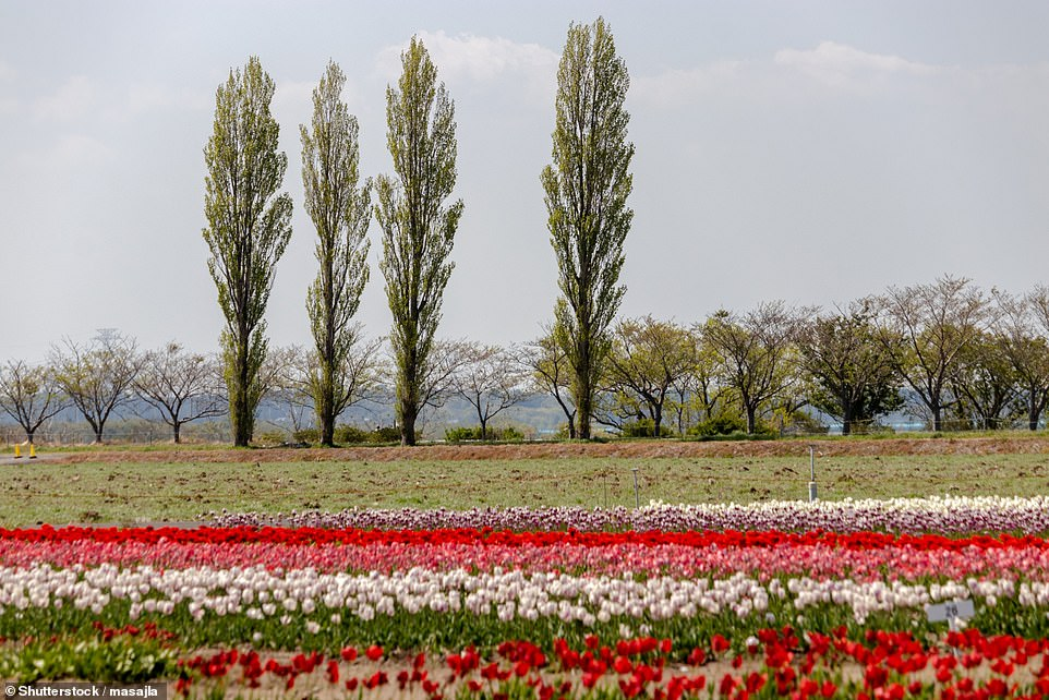 Japan Covid-19 pandemic looks painfuf even thousands of flowers cut off for gather discouraging