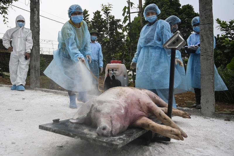 VN imported 20,000 pigs from Thailand for swine fever-hit herd rebuilding and record piglet price reduce