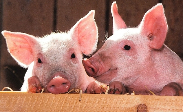 VN imported 20,000 pigs from Thailand for swine fever-hit herd rebuilding and record piglet price reduce