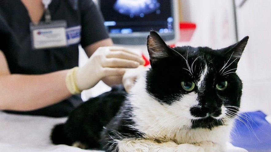 Covid-19 Patients Warn of Pets And How To Care Your Pets During Pandemic