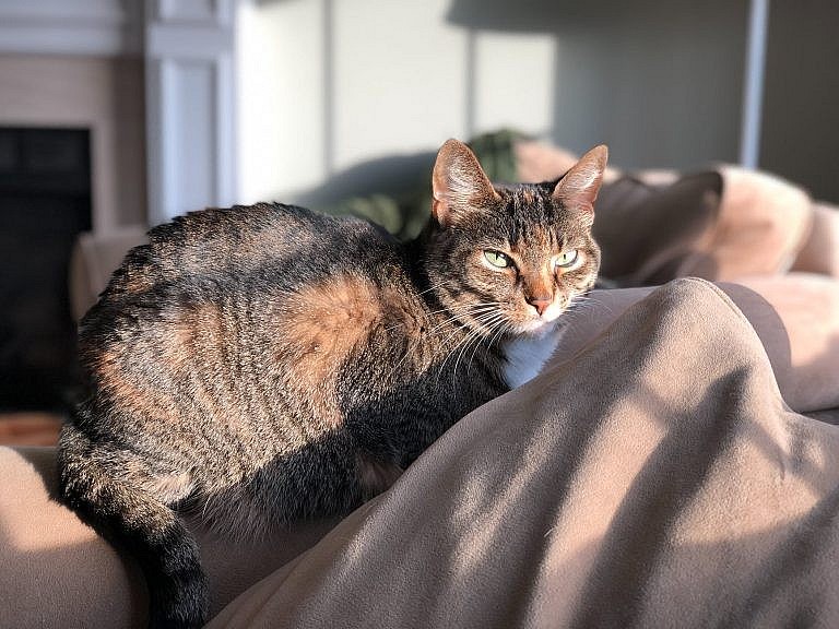 Covid-19 Patients Warn of Pets And How To Care Your Pets During Pandemic
