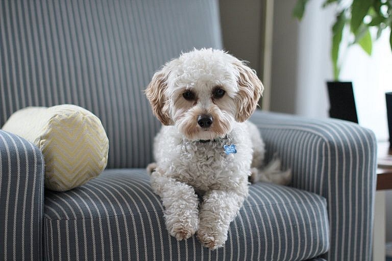 Covid-19 Patients Warn of Pets And How To Care Your Pets During Pandemic