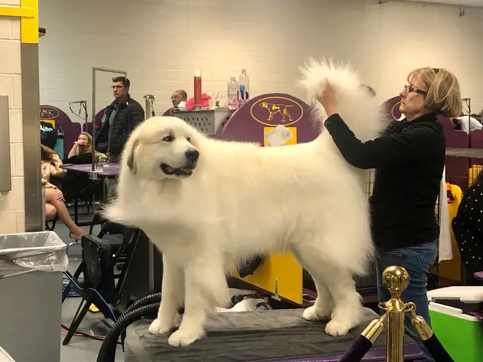 2854 dog2