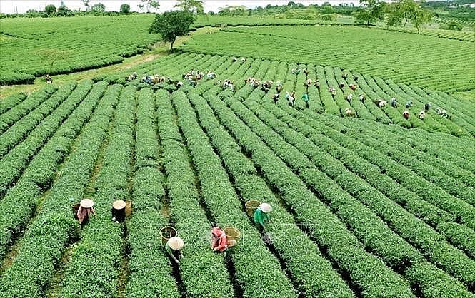 Vietnam and Yunnan, China Strengthen Agricultural Cooperation