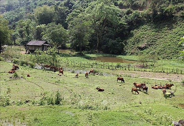 Vietnam has made remarkable progress in poverty reduction in the 2010 – 2020 period. Photo: VNA