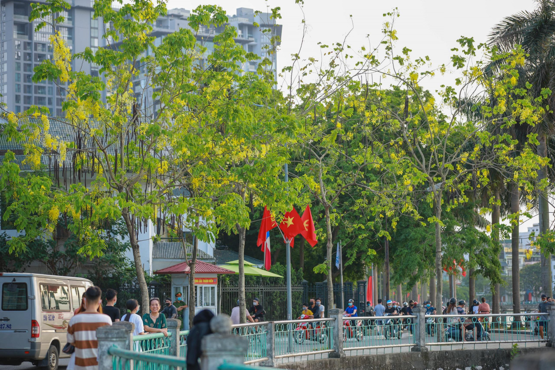 In photo: Golden shower tree around West Lake