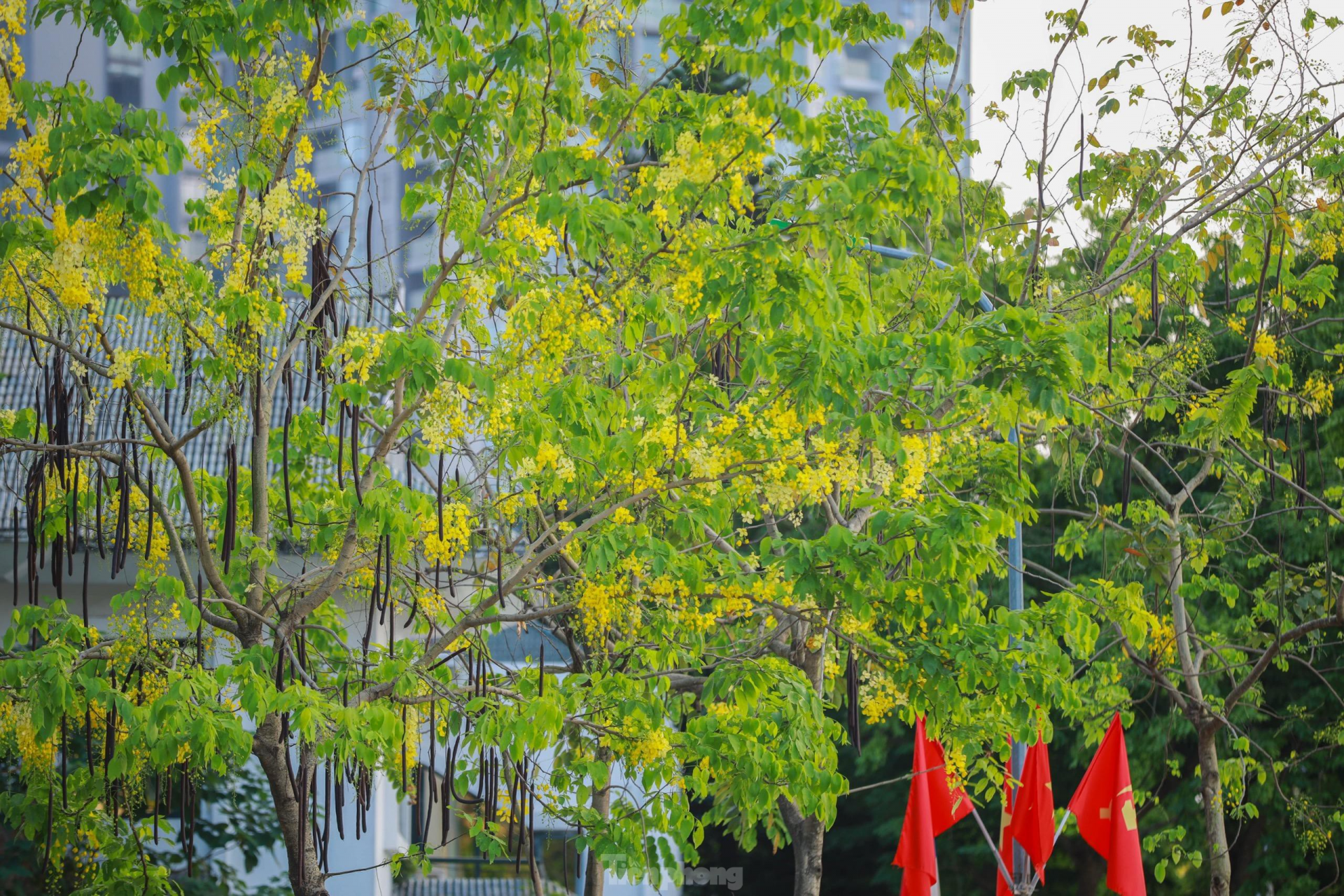 In photo: Golden shower tree around West Lake