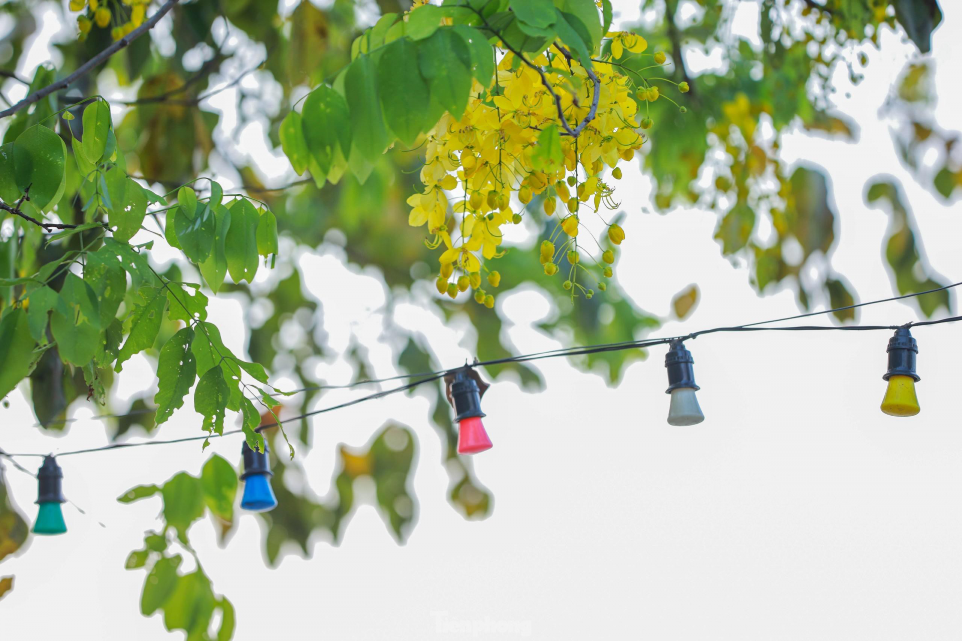 In photo: Golden shower tree around West Lake