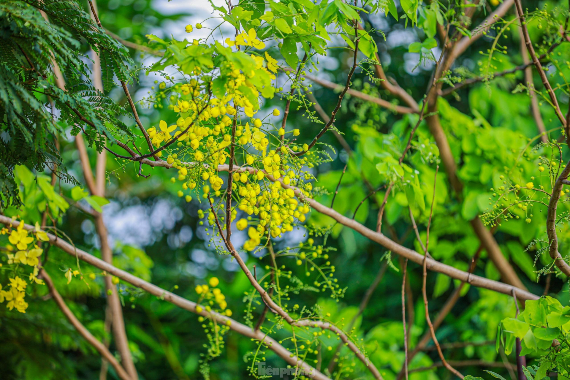 In photo: Golden shower tree around West Lake