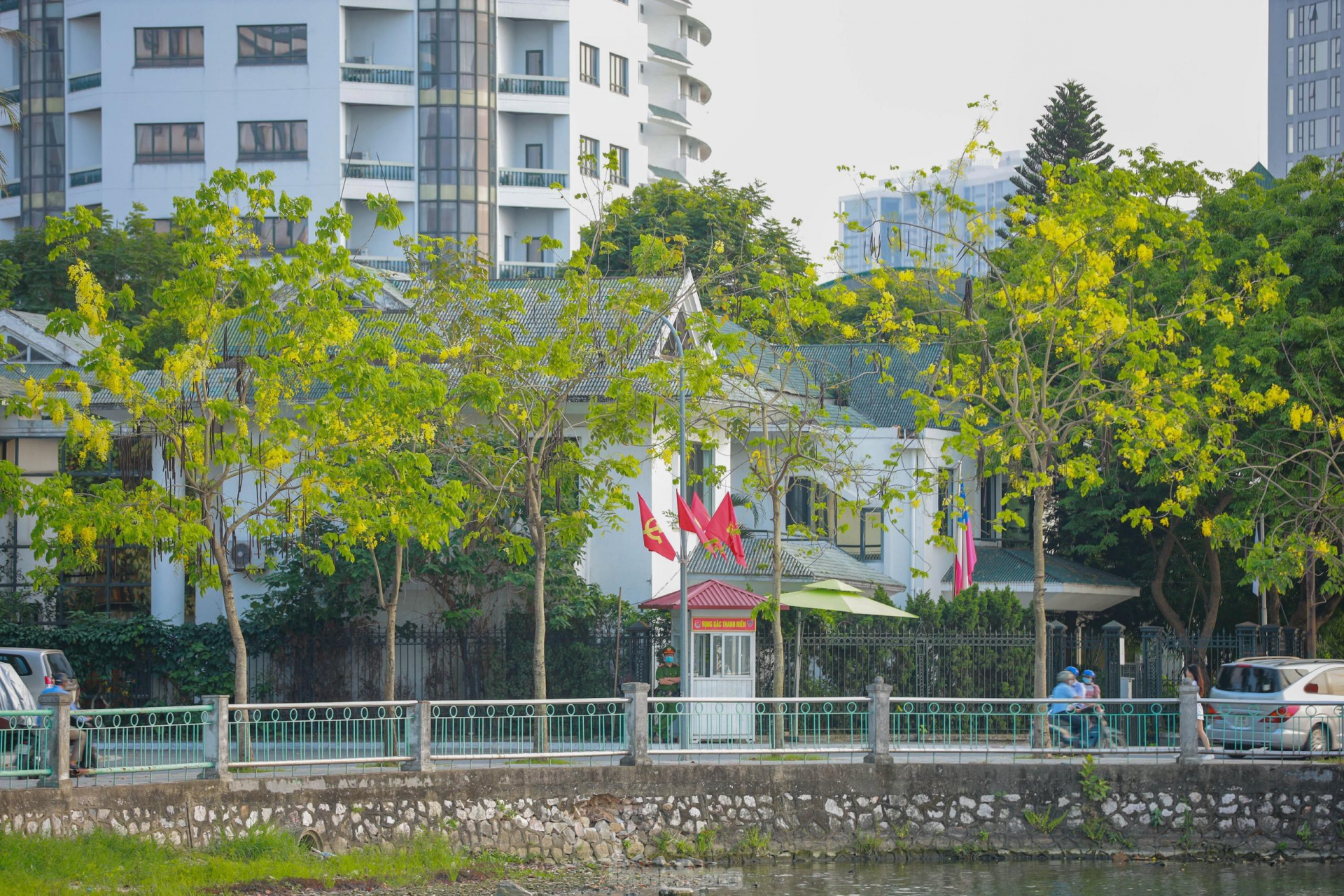 In photo: Golden shower tree around West Lake