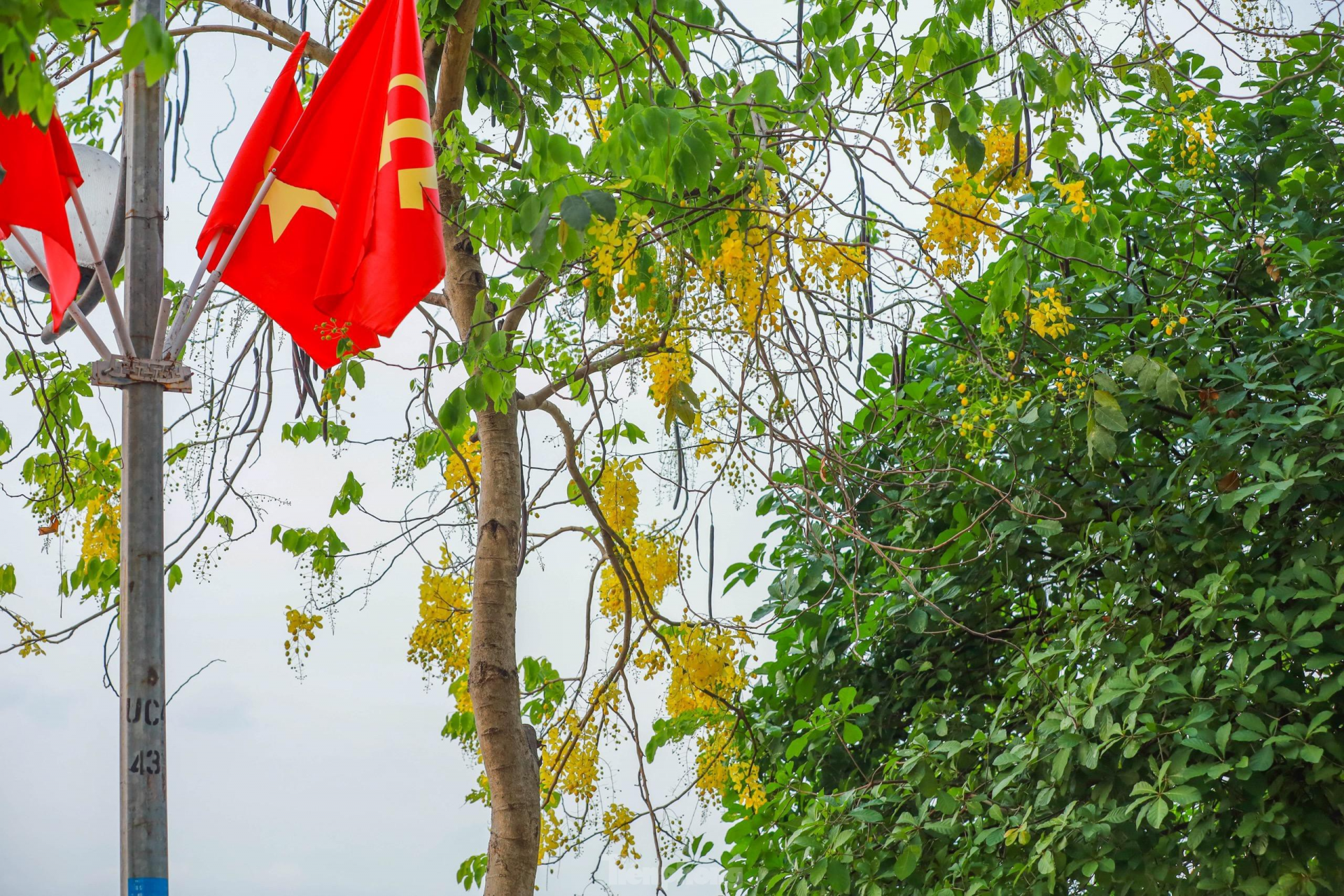 In photo: Golden shower tree around West Lake