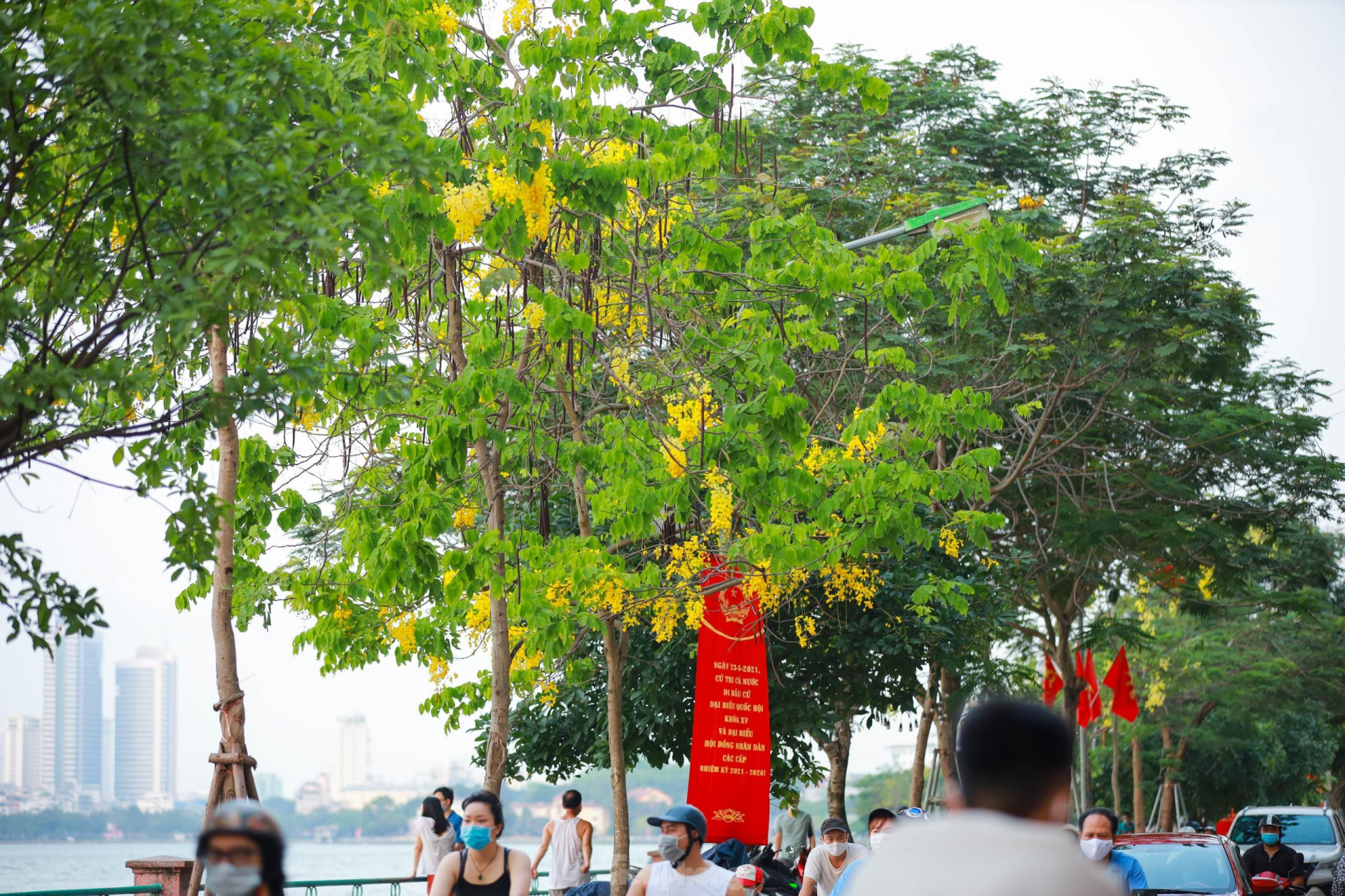 In photo: Golden shower tree around West Lake