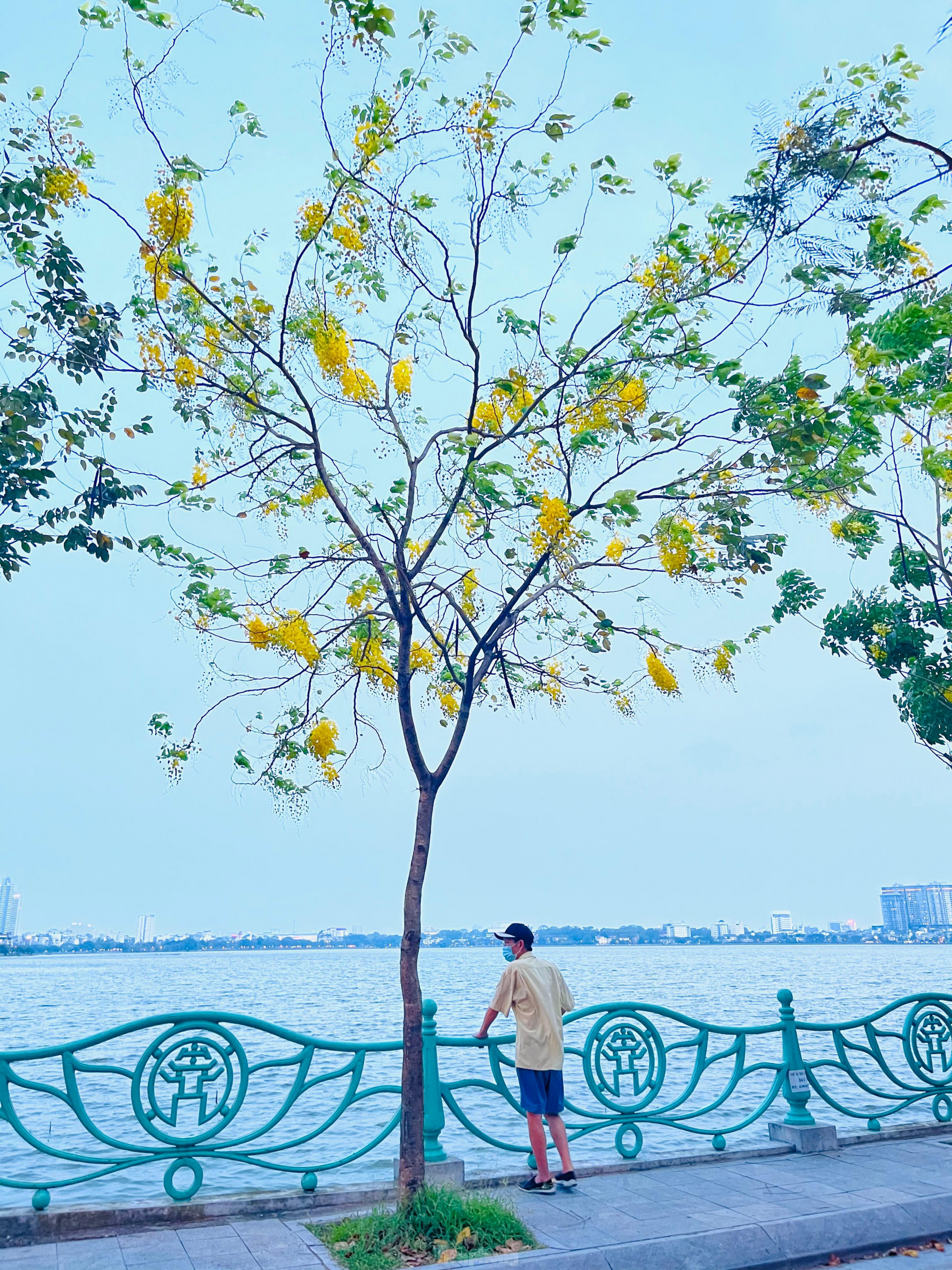 In photo: Golden shower tree around West Lake