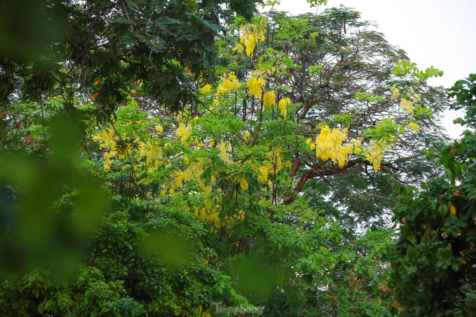 In photo: Golden shower tree around West Lake