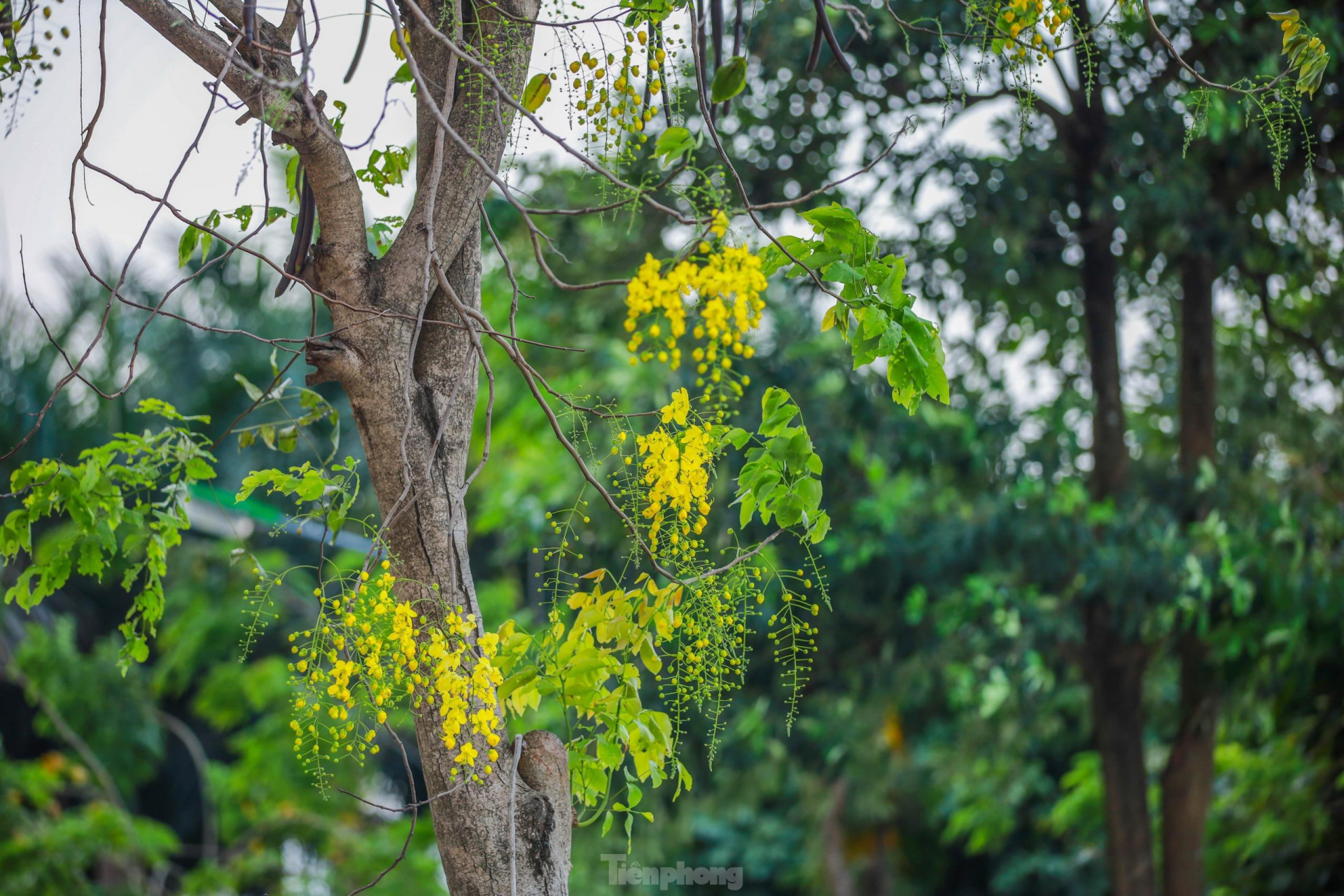 In photo: Golden shower tree around West Lake