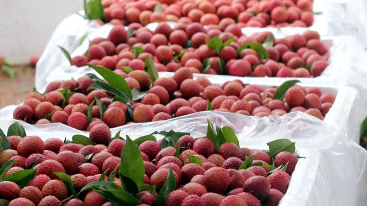 Fresh Vietnamese lychees' prospects in Australia