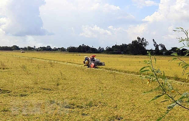 Harvesting rice. Photo: VNA