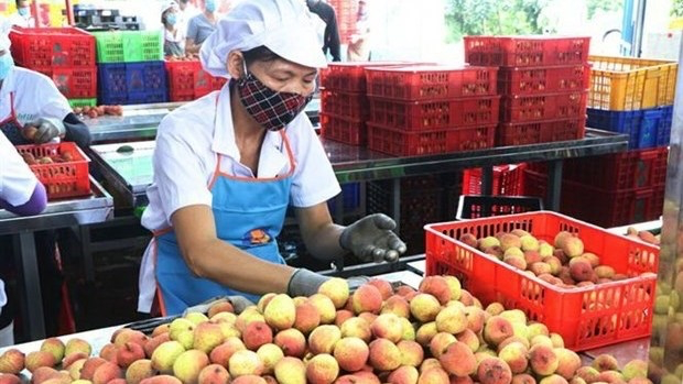 Vietnam News Today (June 15):