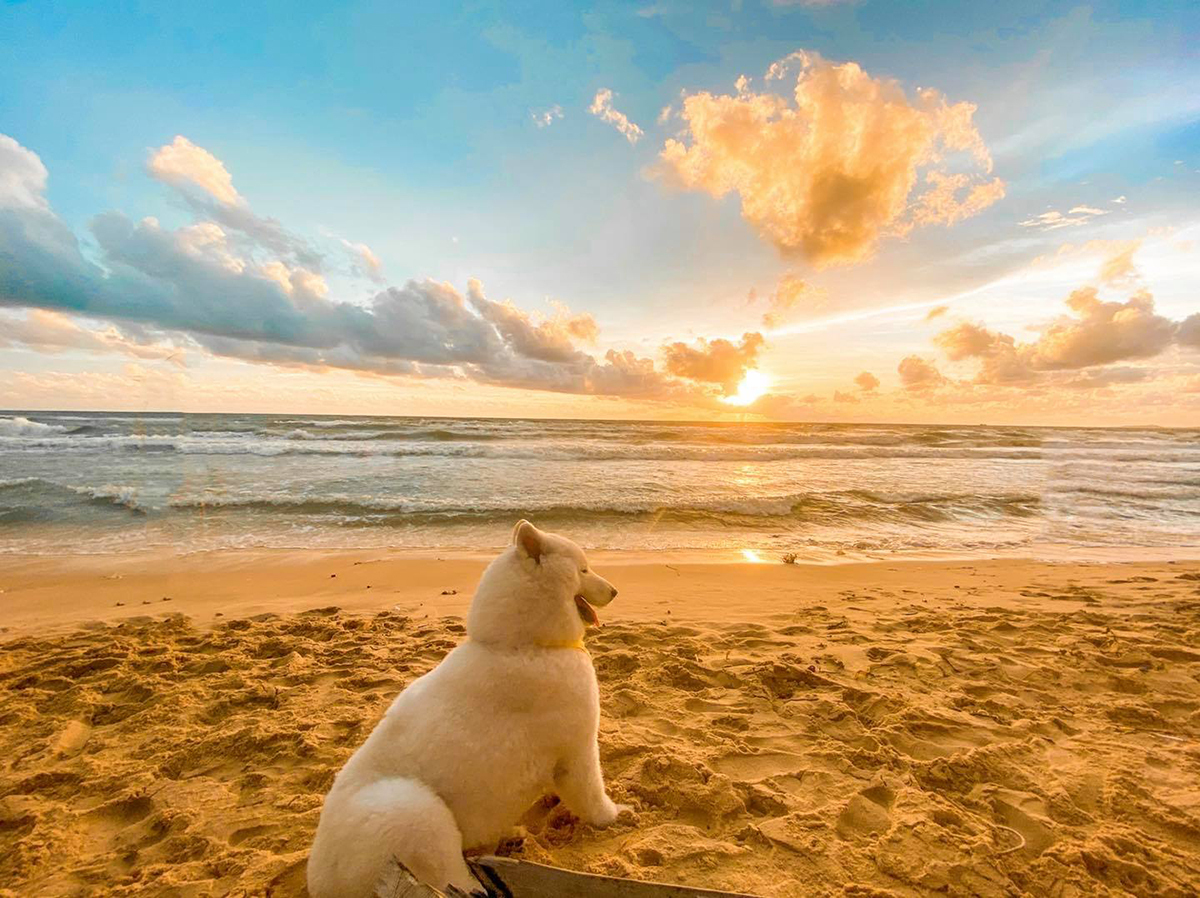 It's a dog's life: crazy canine travels across Vietnam's southern beaches