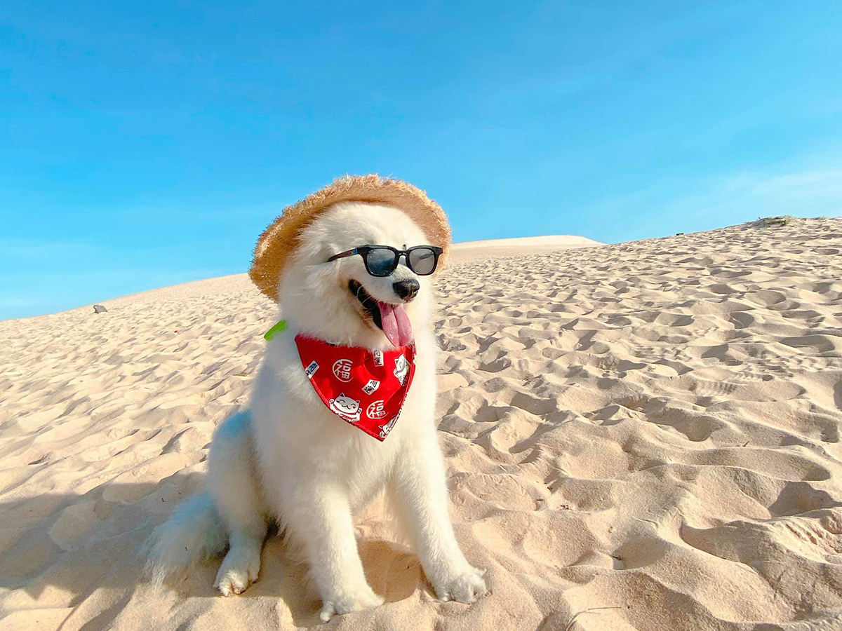 It's a dog's life: crazy canine travels across Vietnam's southern beaches