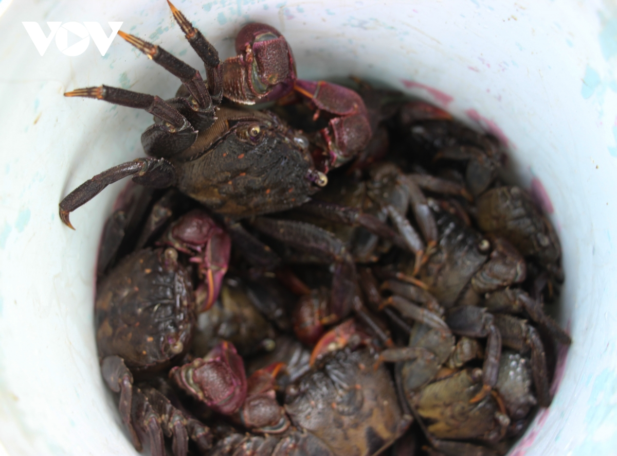 Making Salted Ba Khia: a Ca Mau Tradition - Video