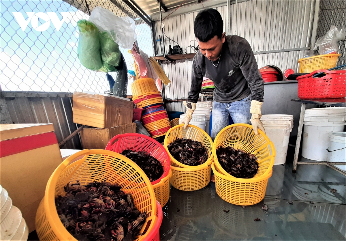 Making Salted Ba Khia: a Ca Mau Tradition - Video
