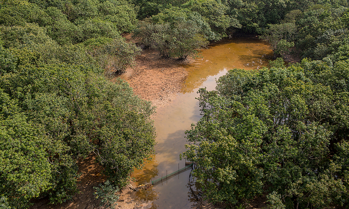 Ru Cha mangrove forest near Tam Giang Lagoon in Thua Thien-Hue Province. Photo: VnExpress